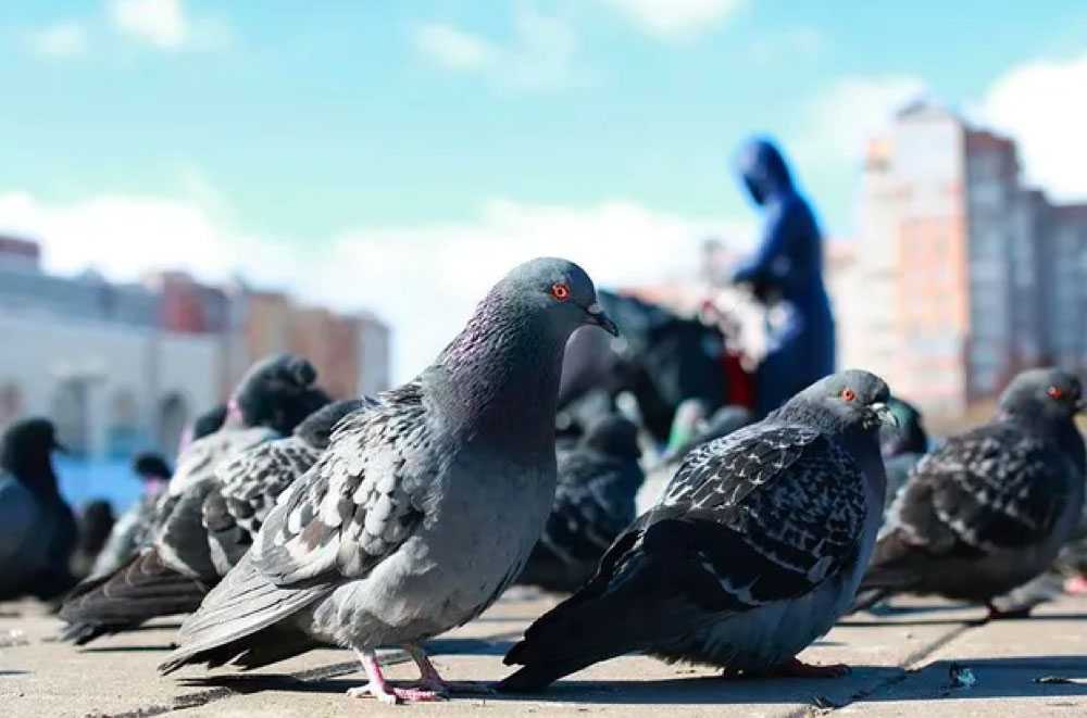 Dépigeonnage professionnel Harskirchen