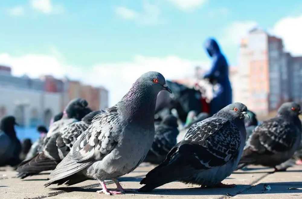 Dépigeonnage professionnel Wittenheim