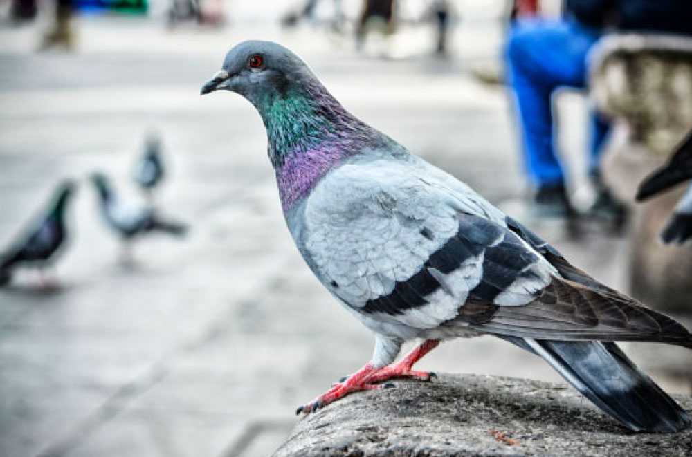 Anti Pigeon Albé