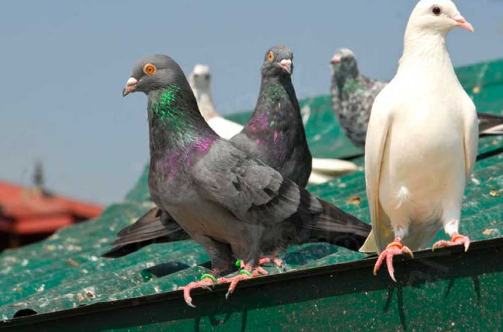 entreprise de depigeonnage Soultzbach-les-Bains