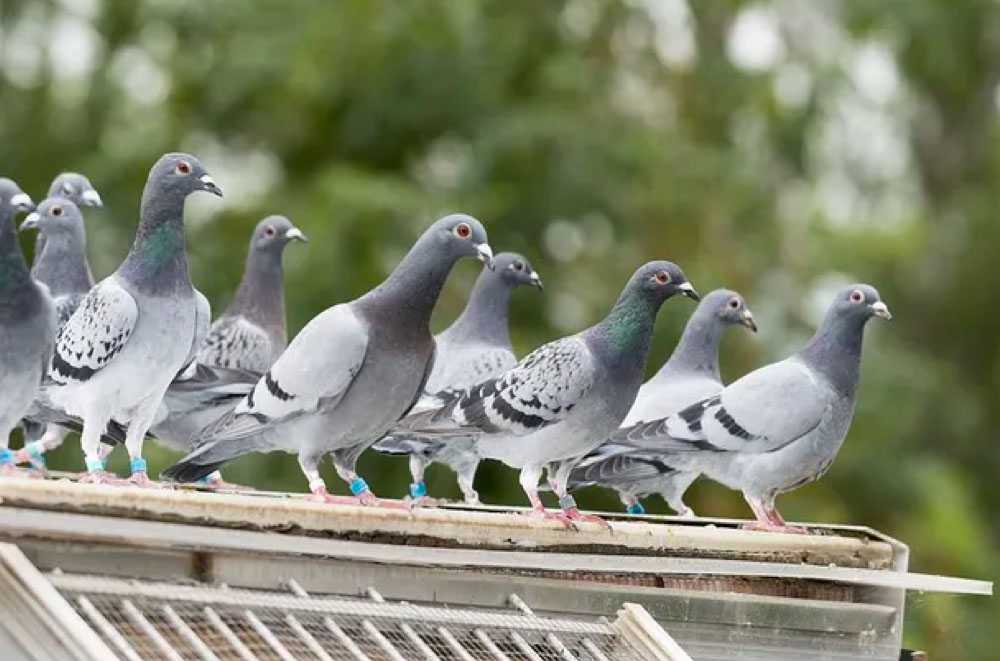 Prix d2pigeonnage Wittenheim