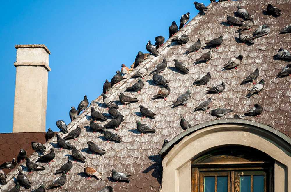 Se débarrasser des pigeons Hegeney