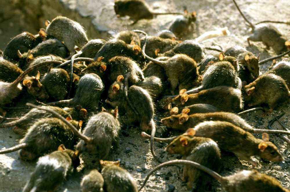 Dératisation de rats Andlau