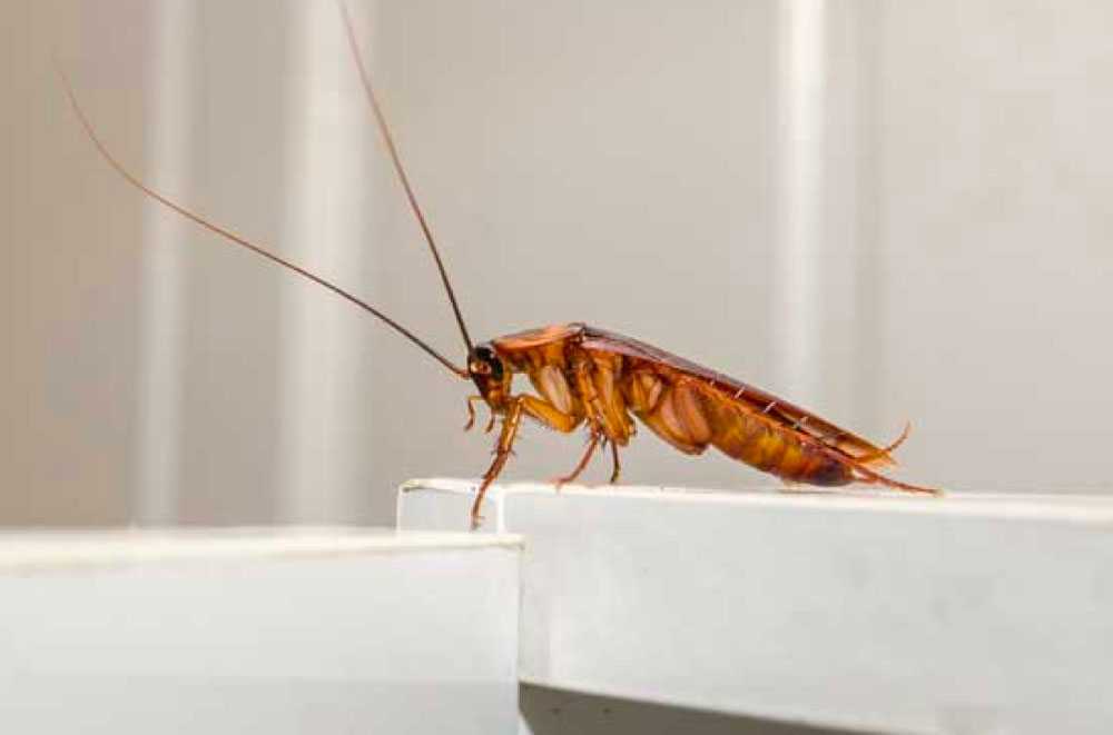désinsectisation dans le 67 Zaessingue