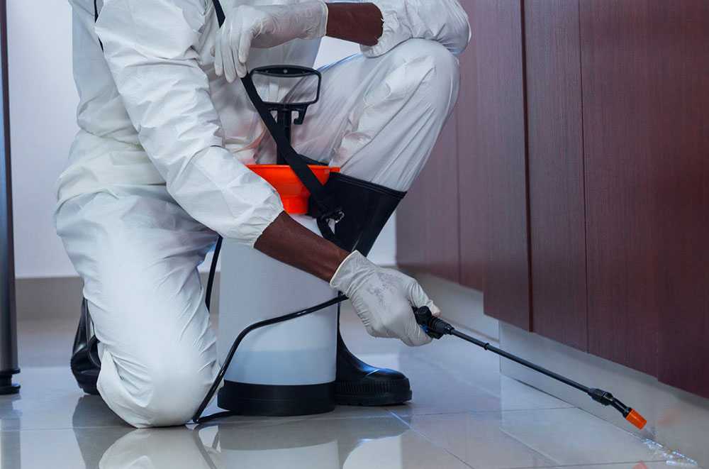 désinsectisation Zillisheim