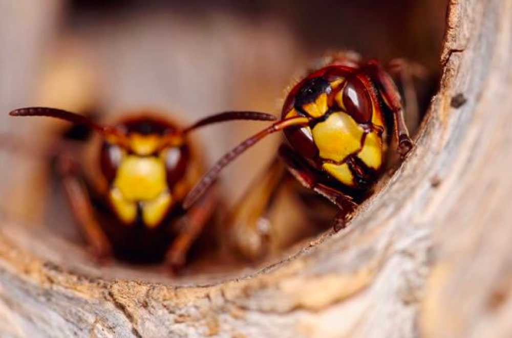 Destruction Nids de Guêpes et Frelons en Alsace