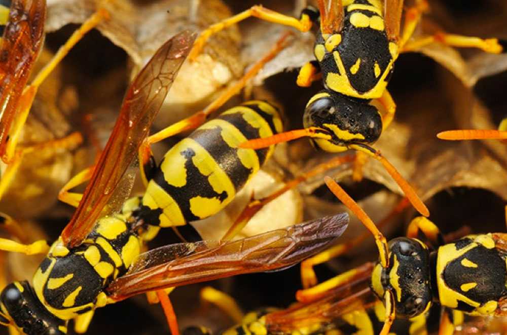 Entreprise de traitement contre les insectes Mitzach