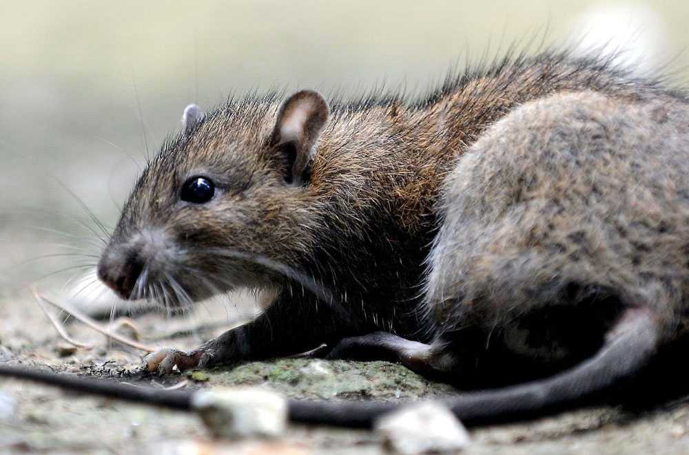 Extermination des rats et souris Bischheim