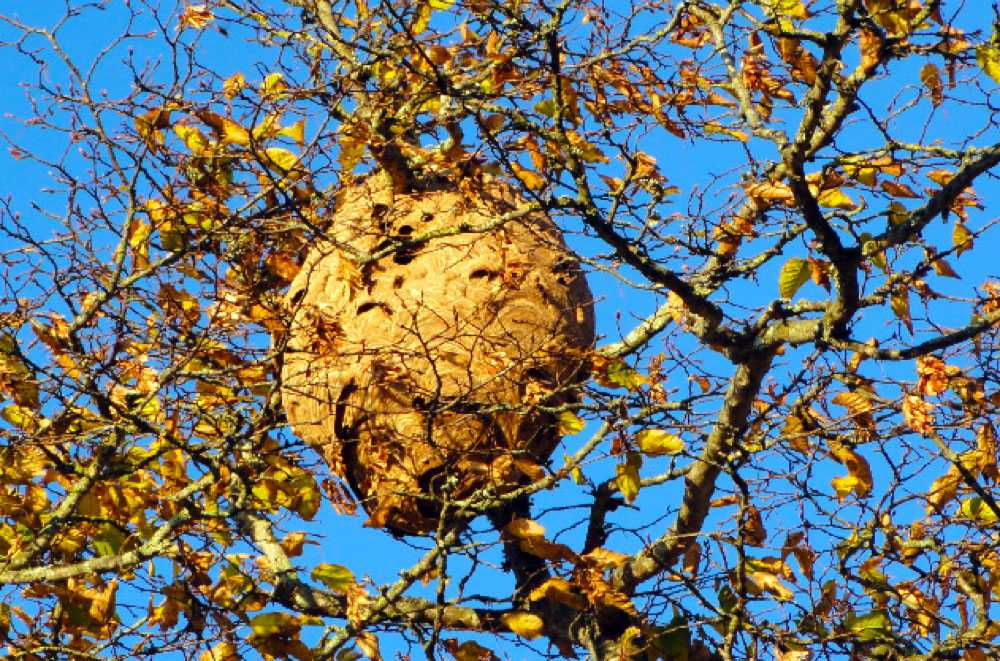 nid de guêpes frelons Aspach-Michelbach